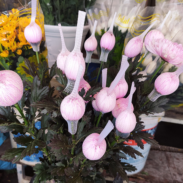 Hoa cúc lưới (hồng)